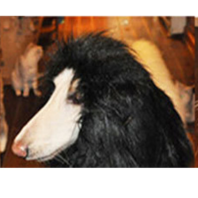 Lion Costume - Cats and Dogs