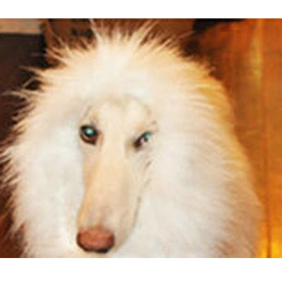 Lion Costume - Cats and Dogs